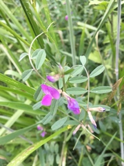 Vicia sativa