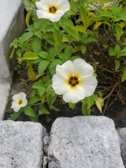 Turnera subulata