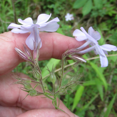 Phlox pilosa pilosa