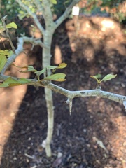 Crataegus aestivalis