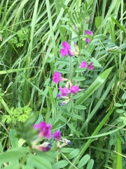 Vicia sativa