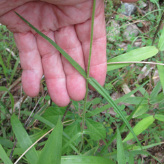 Phlox pilosa pilosa