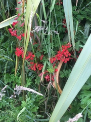 Tropaeolum speciosum