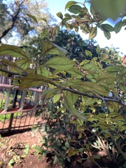 Crataegus aestivalis