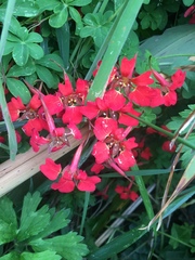 Tropaeolum speciosum