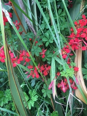 Tropaeolum speciosum