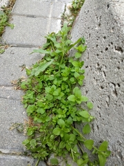 Angiospermae