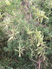 Lupinus arboreus
