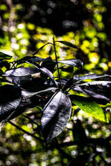 Englerophytum natalense