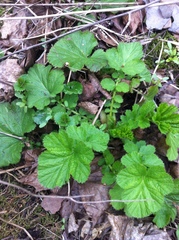 Geum