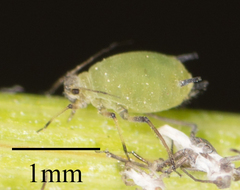Aphis spiraecola