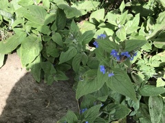 Pentaglottis sempervirens