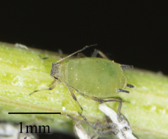 Aphis spiraecola