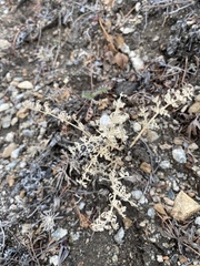 Phlojodicarpus sibiricus