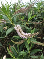 Veronica salicifolia
