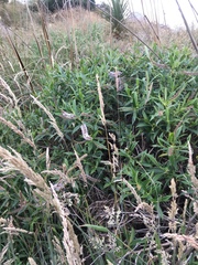 Veronica salicifolia