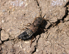 Ontholestes murinus