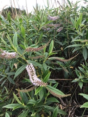 Veronica salicifolia