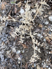 Phlojodicarpus sibiricus