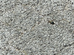 Xylocopa virginica texana