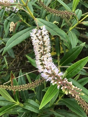 Veronica salicifolia