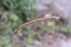 Setaria italica germanica