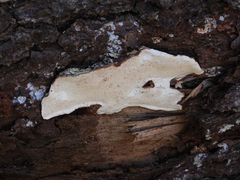 Heterobasidion parviporum