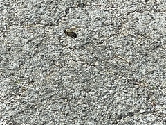 Xylocopa virginica texana