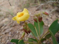 Oxalis cordata