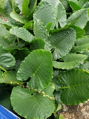 Alocasia