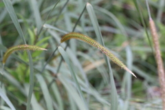 Setaria italica germanica
