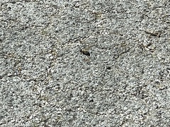 Xylocopa virginica texana