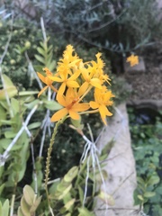 Epidendrum × obrienianum