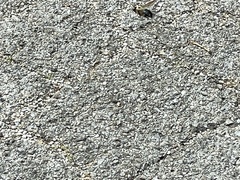 Xylocopa virginica texana