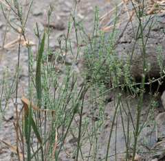 Galium angustifolium