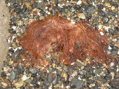 Microcladia coulteri