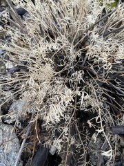 Phlojodicarpus sibiricus