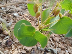 Oxalis cordata