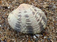 Ruditapes philippinarum