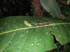 Macroxiphus sumatranus