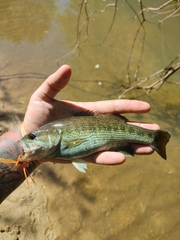 Micropterus tallapoosae