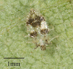 Corythucha confraterna