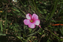 Oxalis imbricata