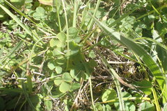 Oxalis imbricata