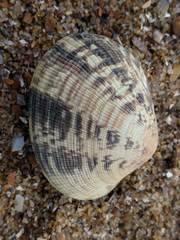 Ruditapes philippinarum