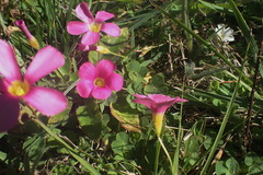 Oxalis imbricata