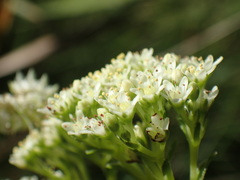 Crassula vaginata