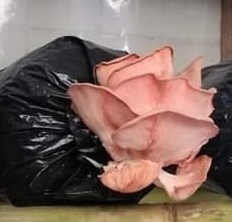 Pleurotus djamor roseus