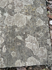 Lecanora campestris