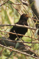 Turdus merula